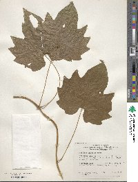 Dioscorea nipponica image