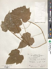 Dioscorea nipponica image