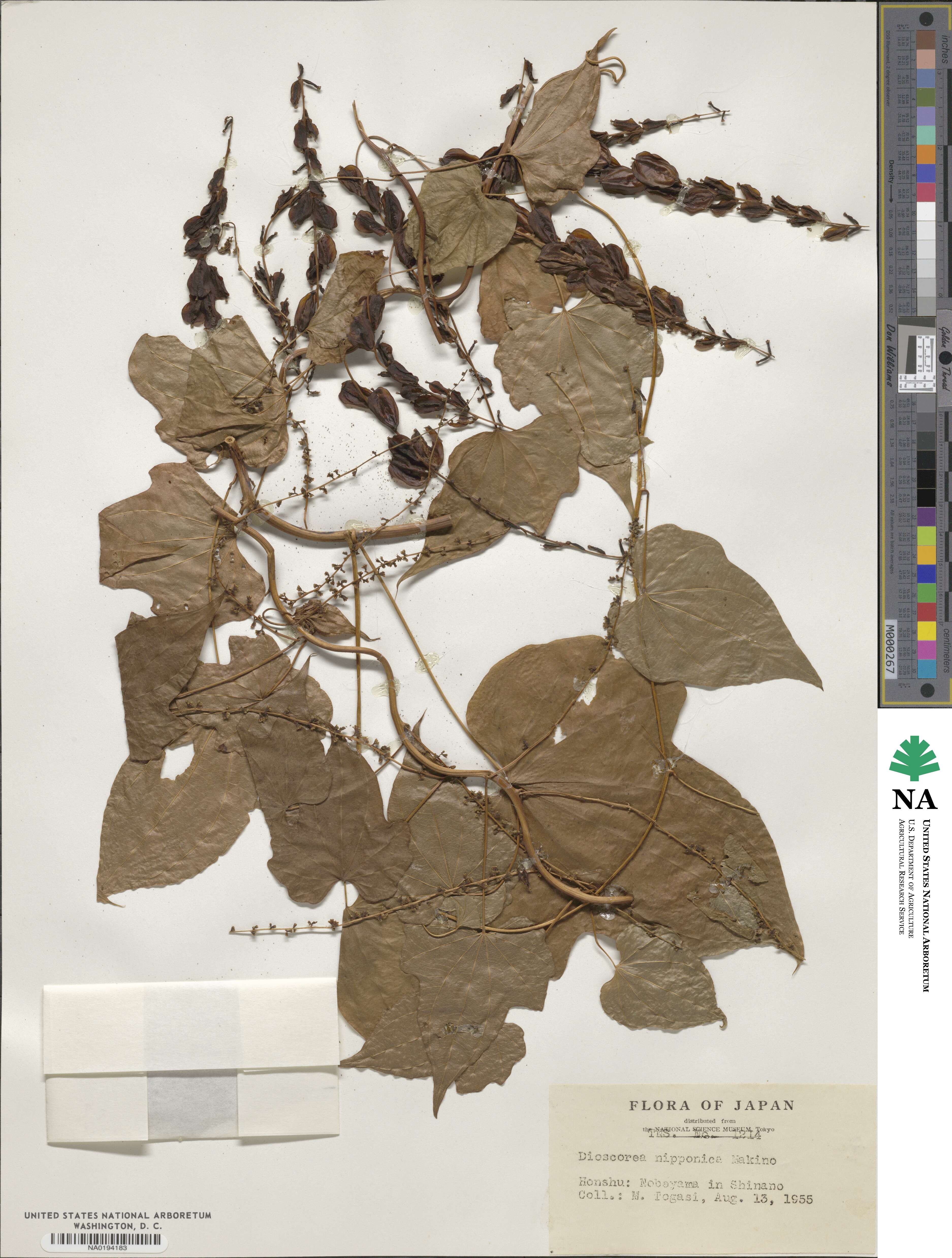 Dioscorea nipponica image