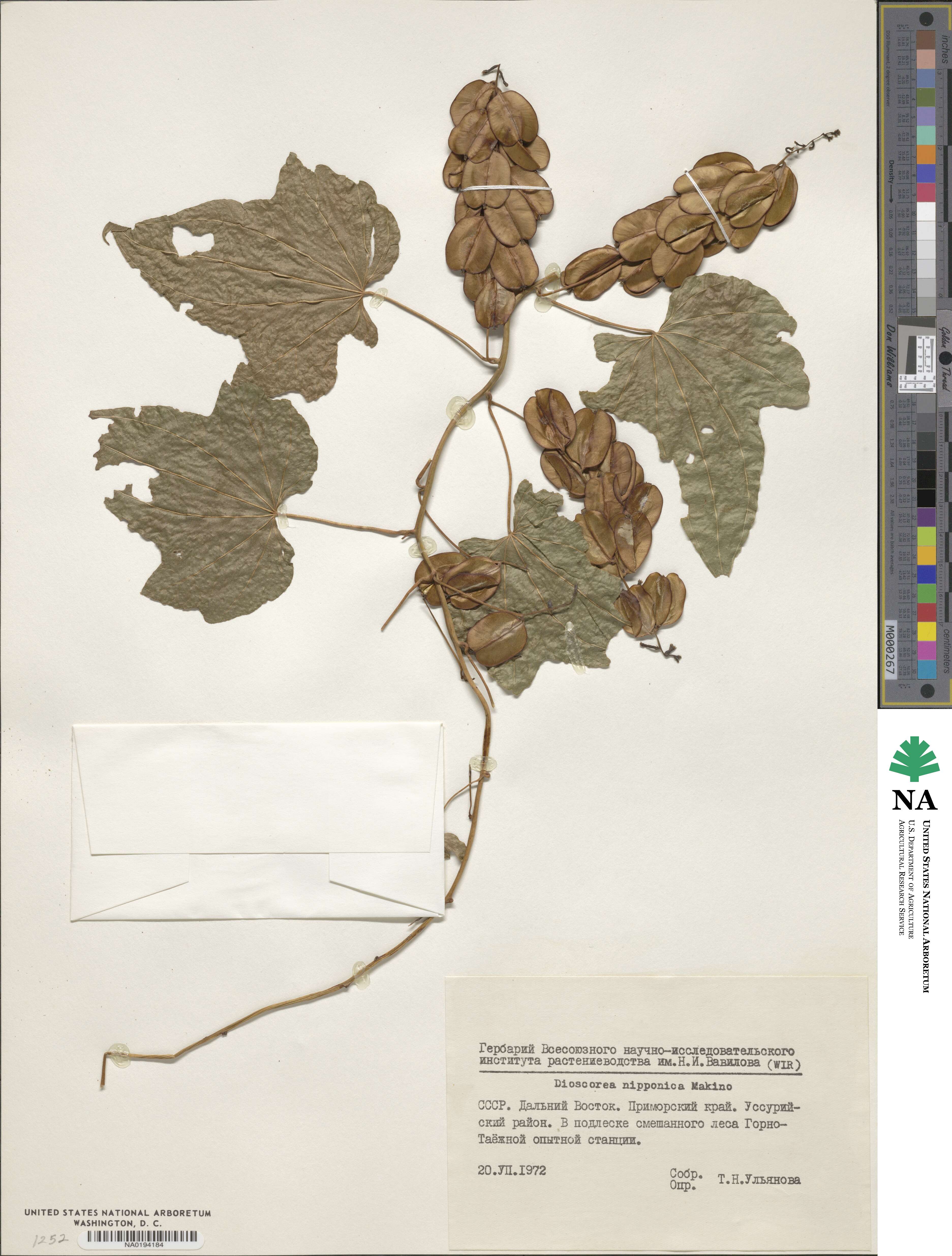 Dioscorea nipponica image