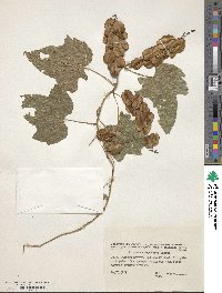 Dioscorea nipponica image