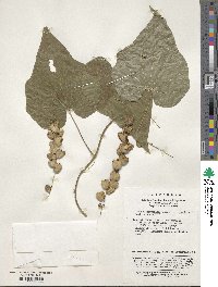 Dioscorea nipponica image