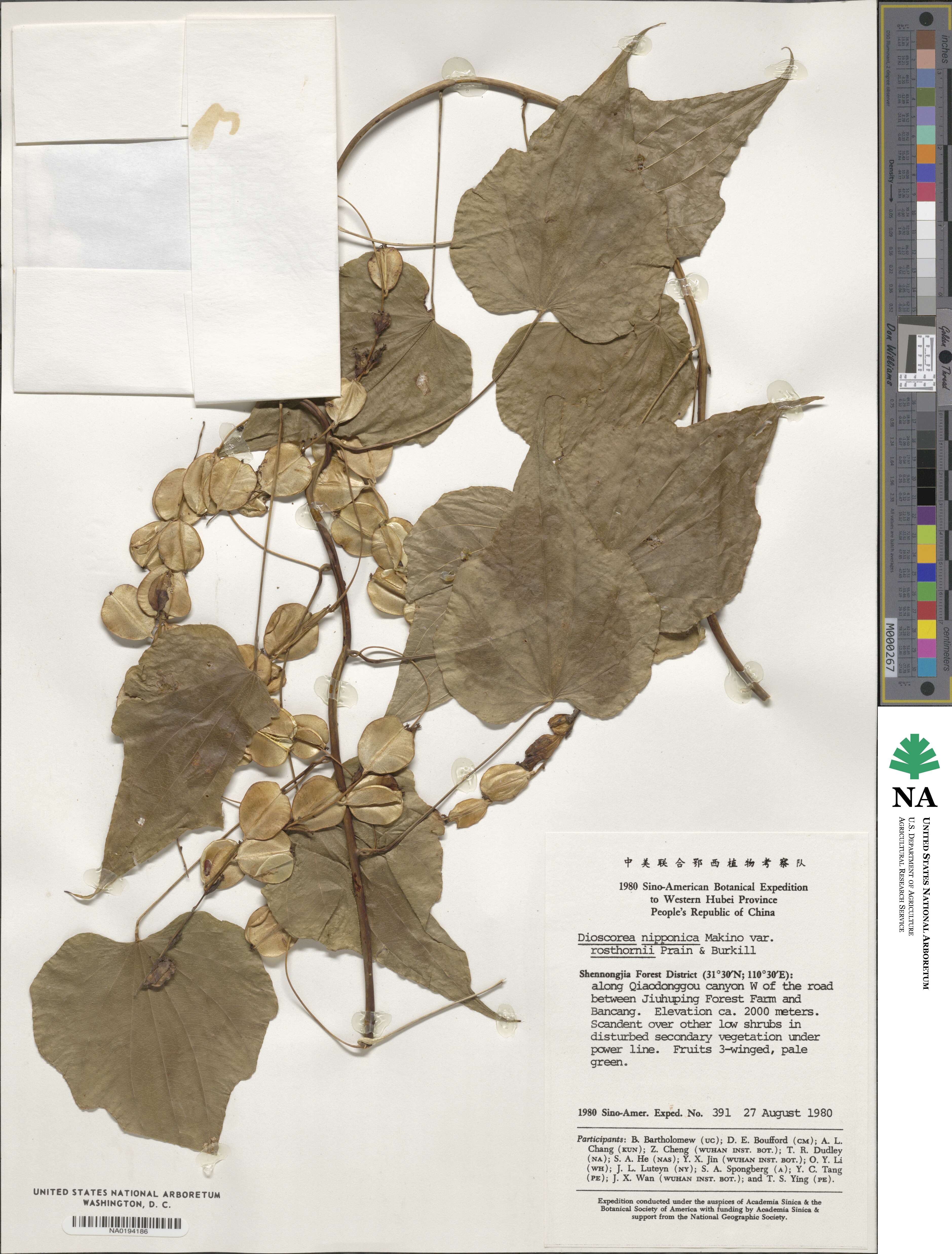 Dioscorea nipponica image