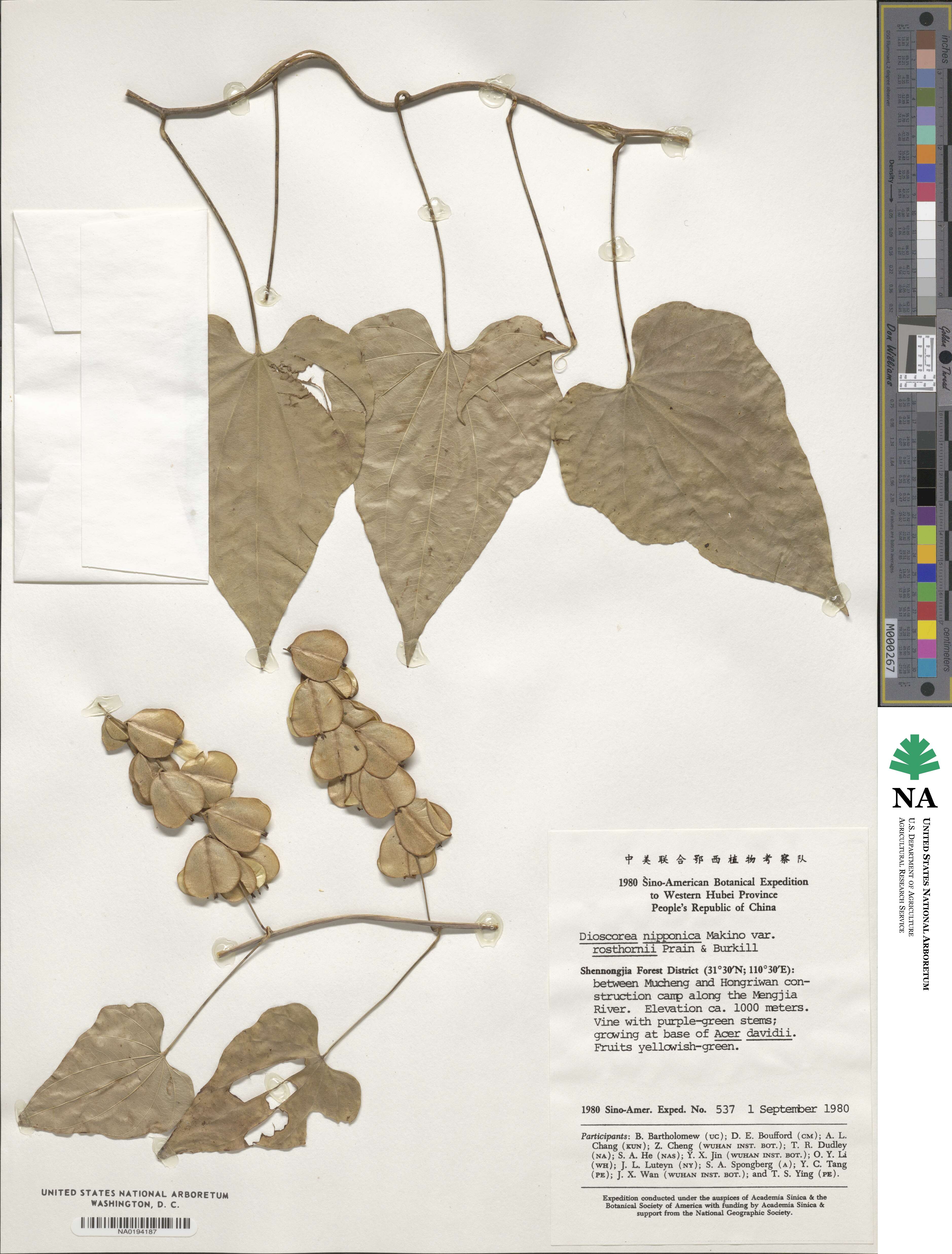 Dioscorea nipponica image