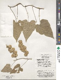 Dioscorea nipponica image