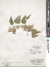 Dioscorea nipponica image