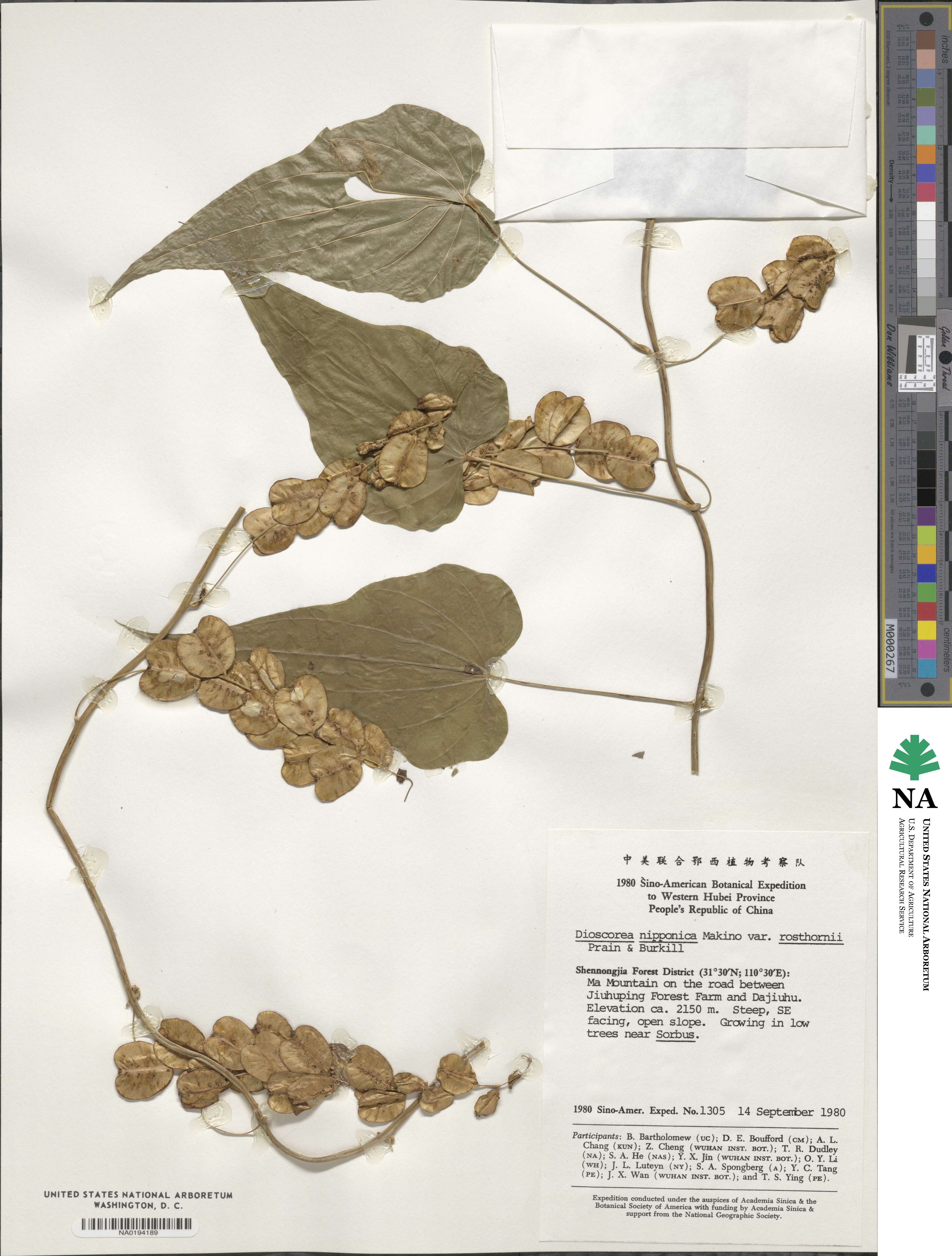 Dioscorea nipponica image