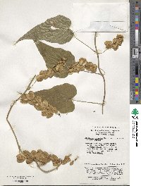 Dioscorea nipponica image