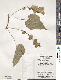 Dioscorea nipponica image