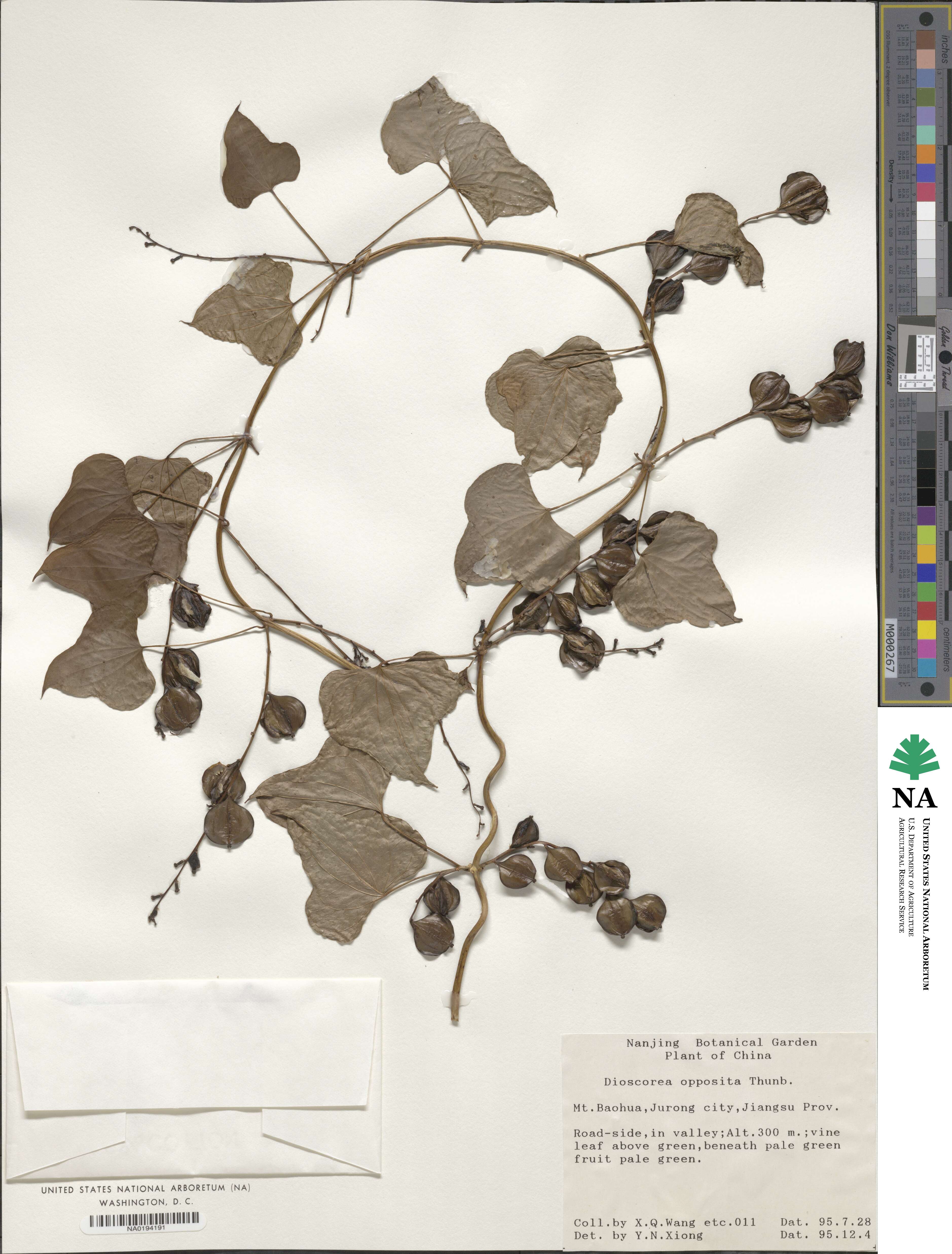 Dioscorea oppositifolia image