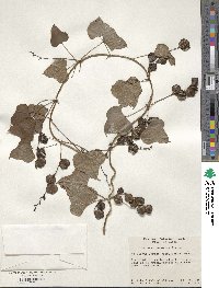 Dioscorea oppositifolia image