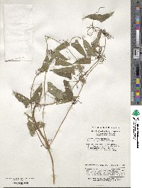 Dioscorea oppositifolia image
