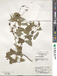 Dioscorea oppositifolia image