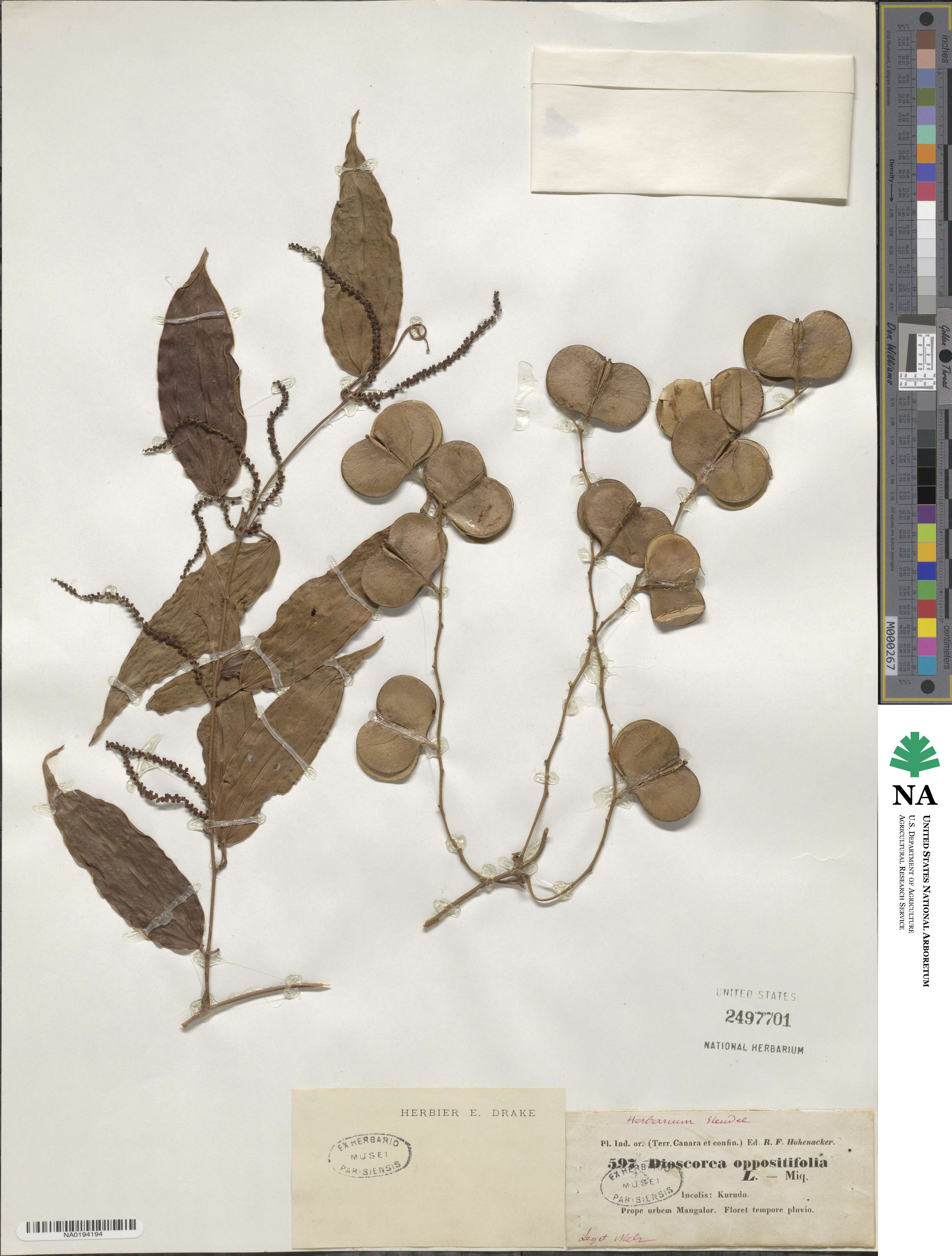 Dioscorea oppositifolia image