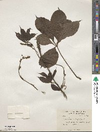 Dioscorea pentaphylla image