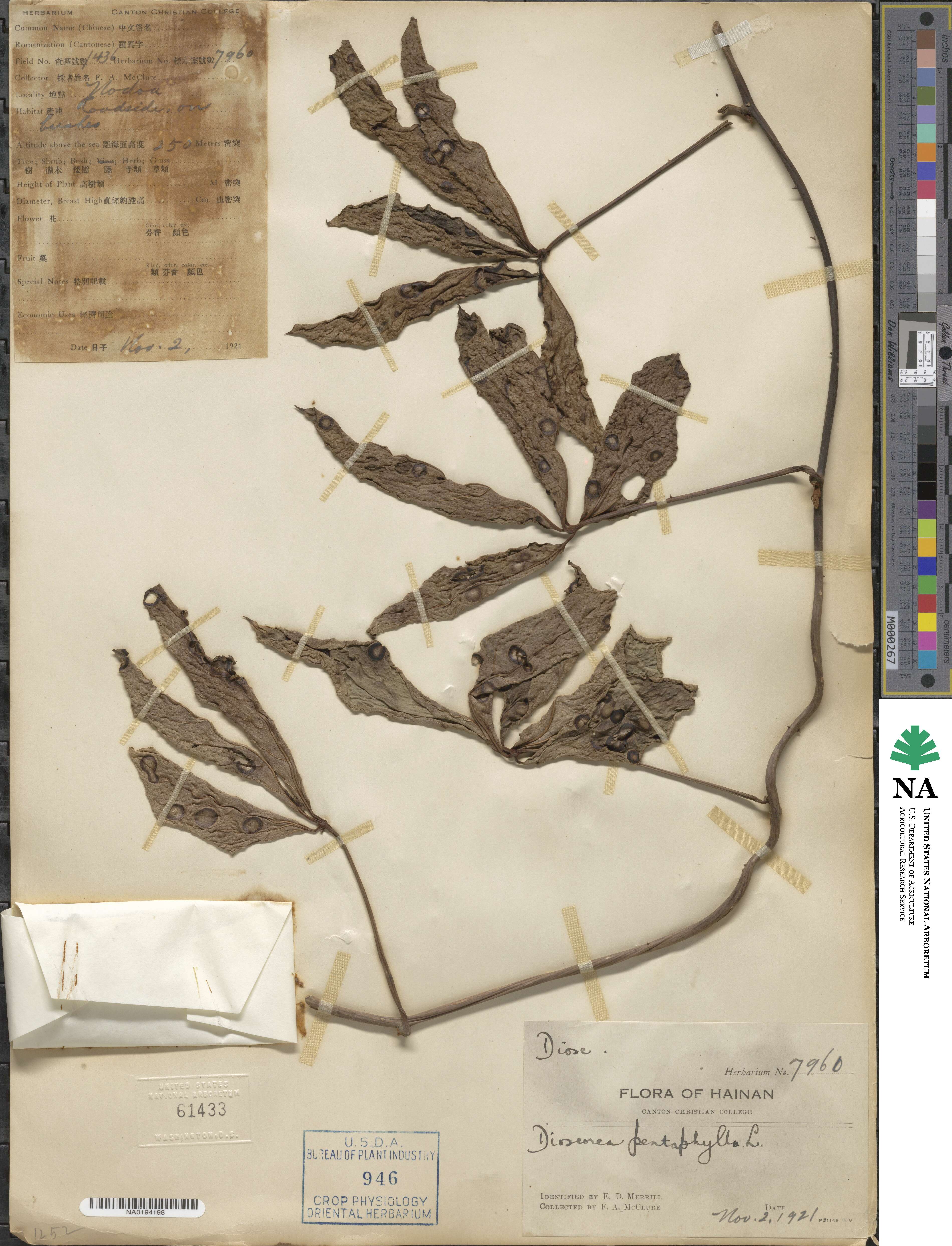 Dioscorea image