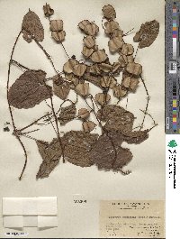 Dioscorea hamiltonii image