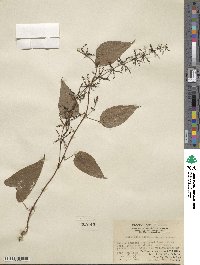 Dioscorea hamiltonii image