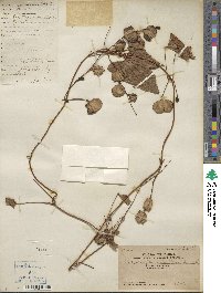 Dioscorea hamiltonii image