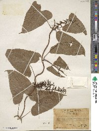 Dioscorea hamiltonii image