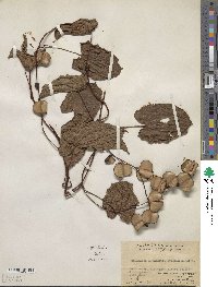 Dioscorea hamiltonii image