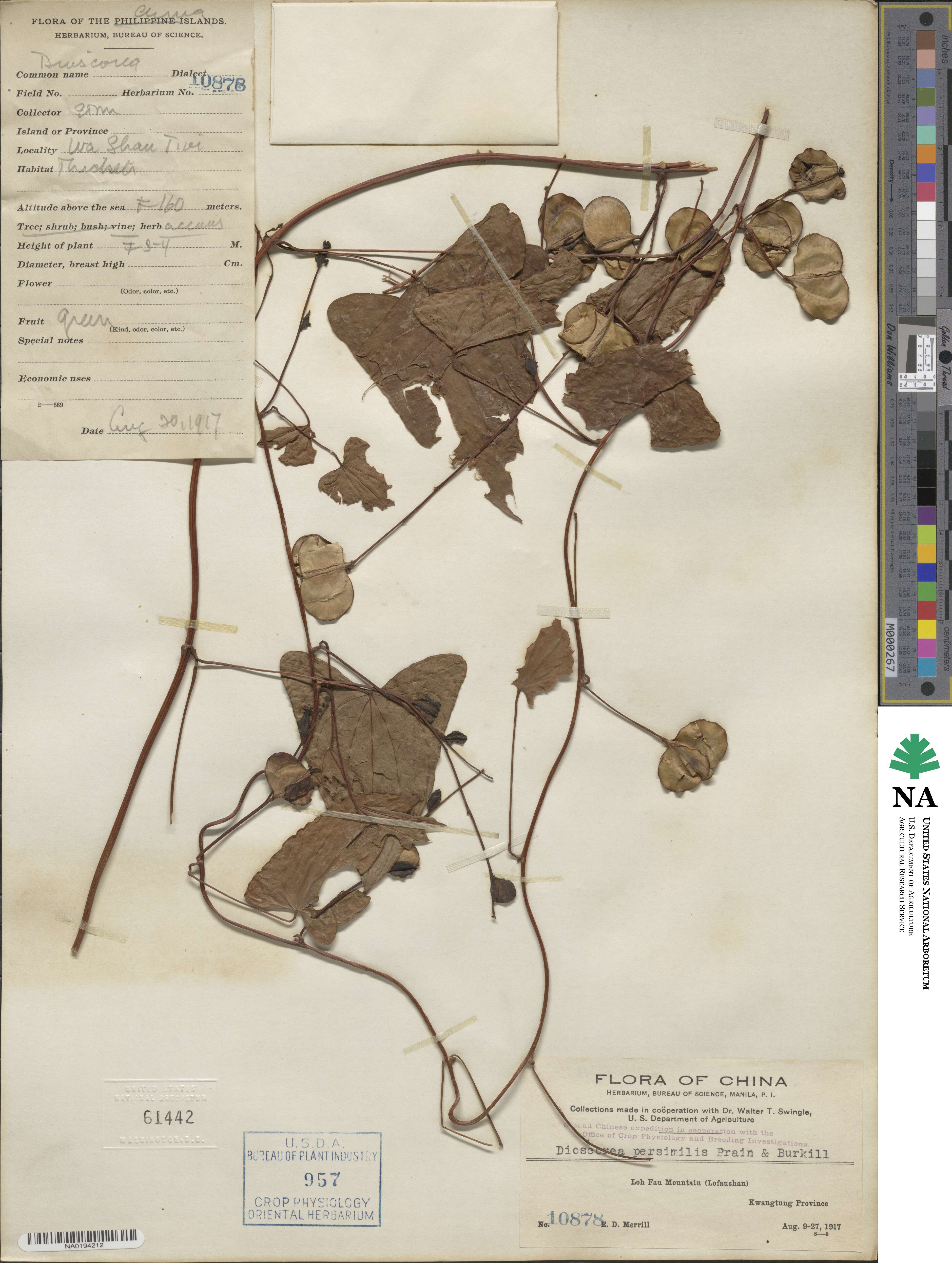 Dioscorea hamiltonii image