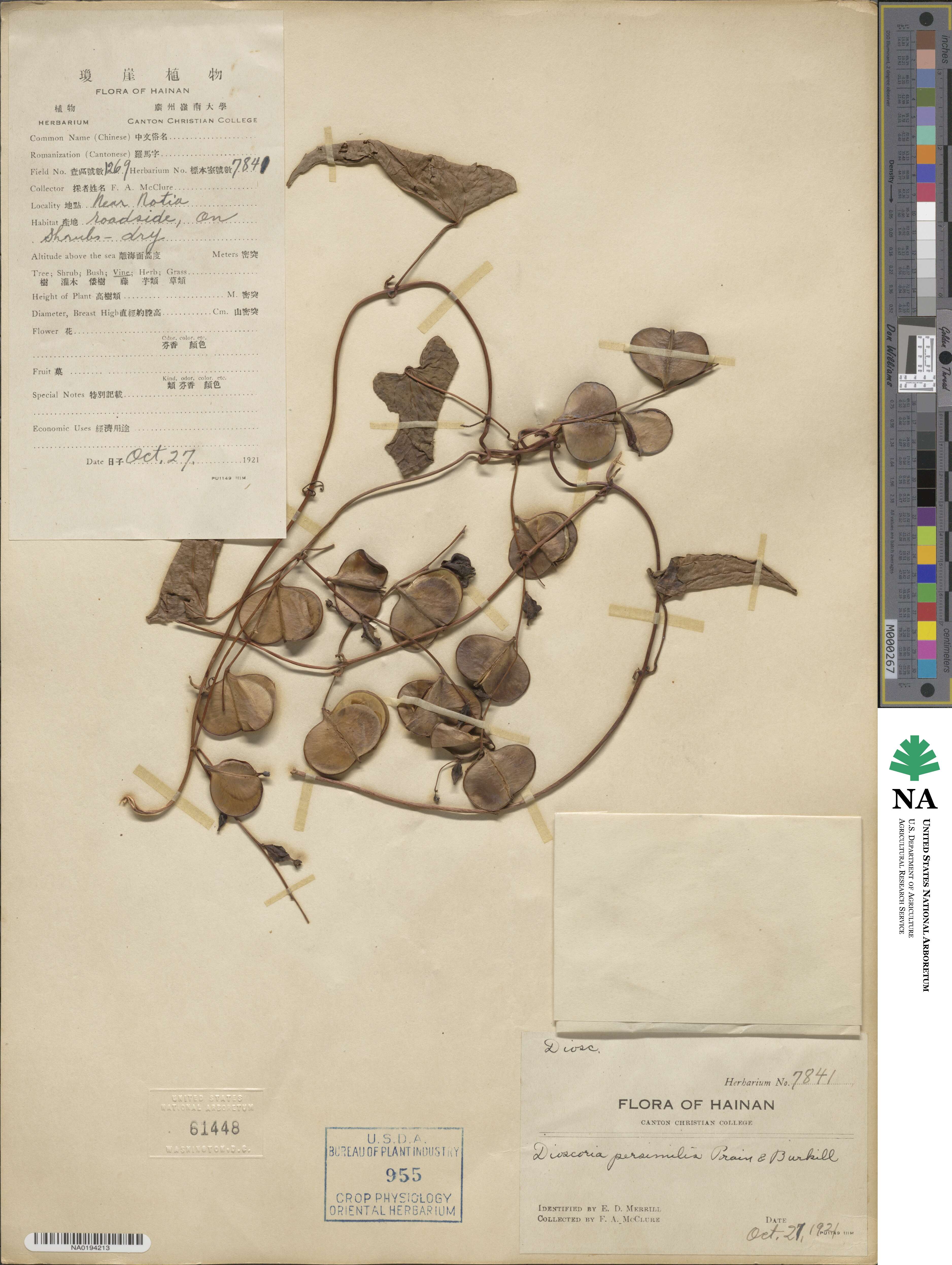 Dioscorea hamiltonii image