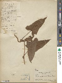 Dioscorea hamiltonii image