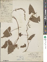 Dioscorea hamiltonii image