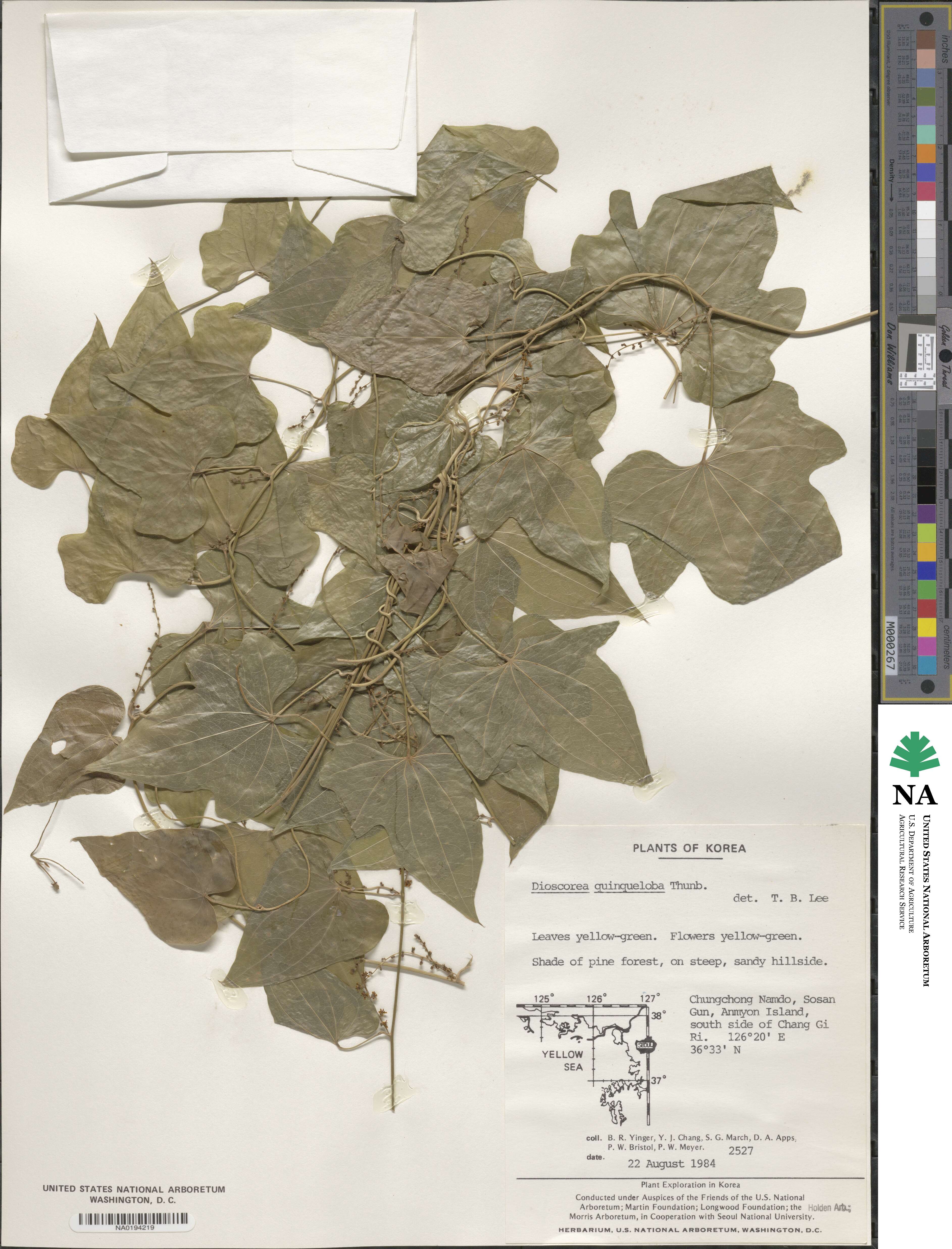 Dioscorea quinquelobata image