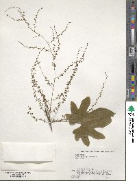 Dioscorea quinquelobata image