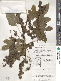 Dioscorea quinquelobata image