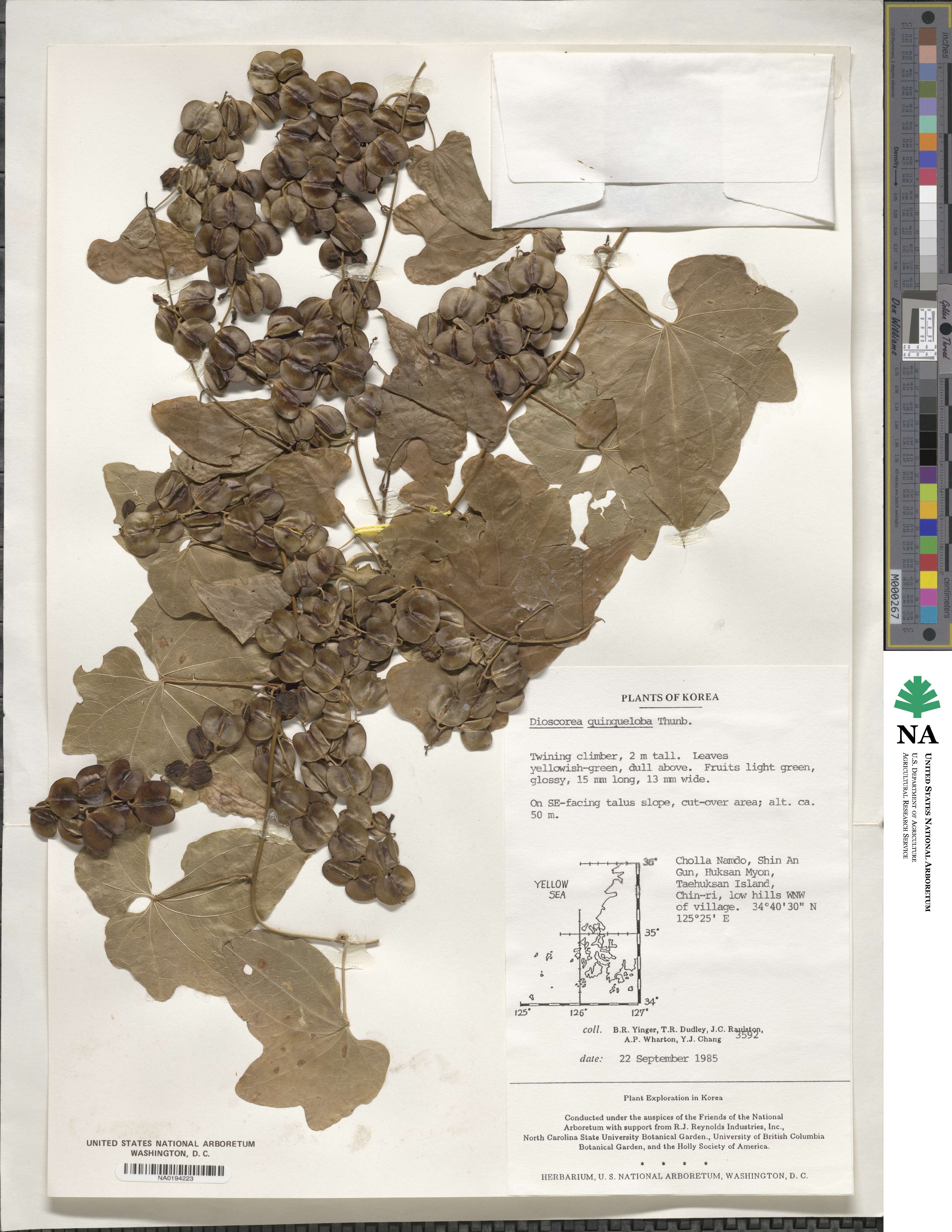 Dioscorea quinquelobata image