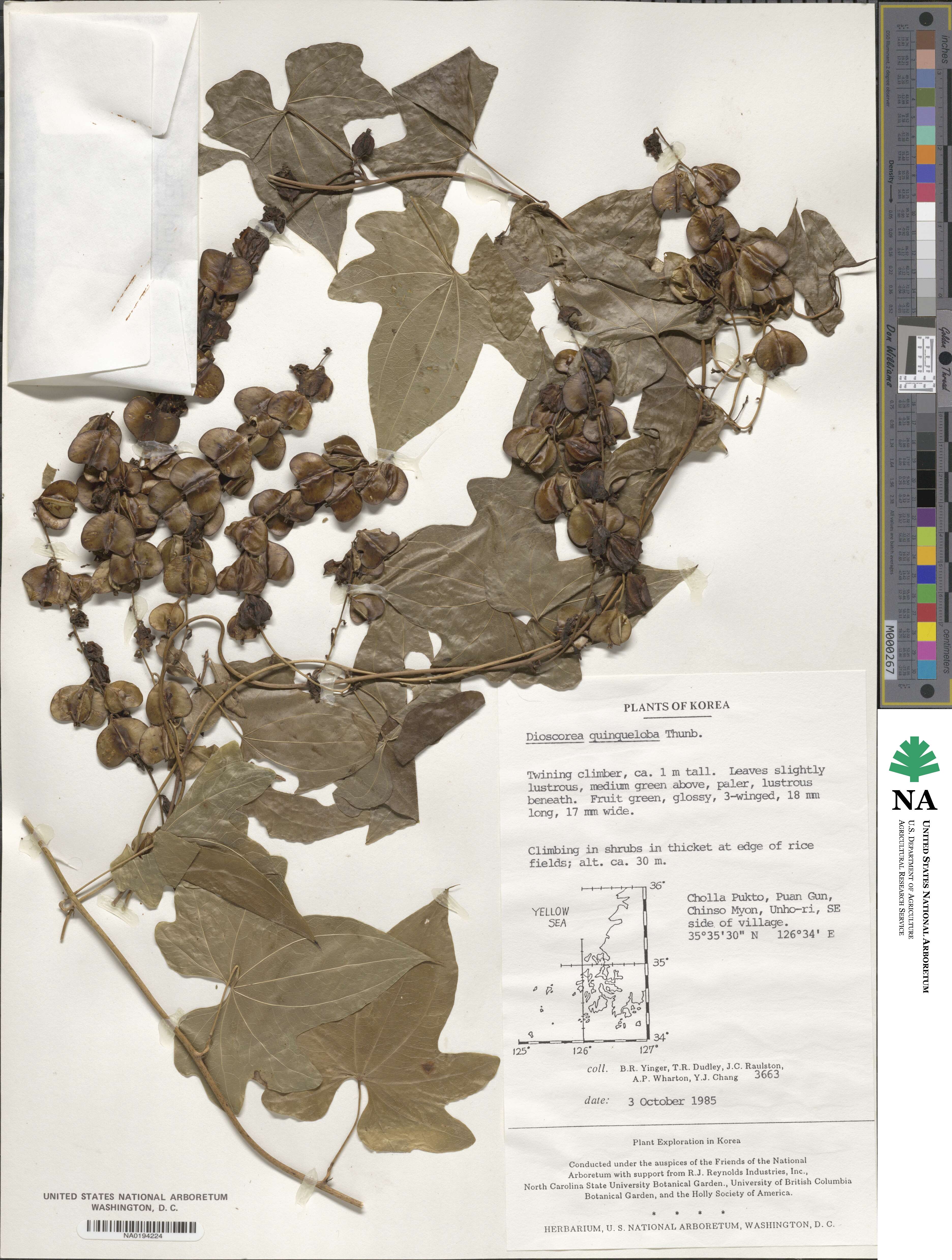 Dioscorea quinquelobata image