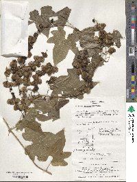 Dioscorea quinquelobata image