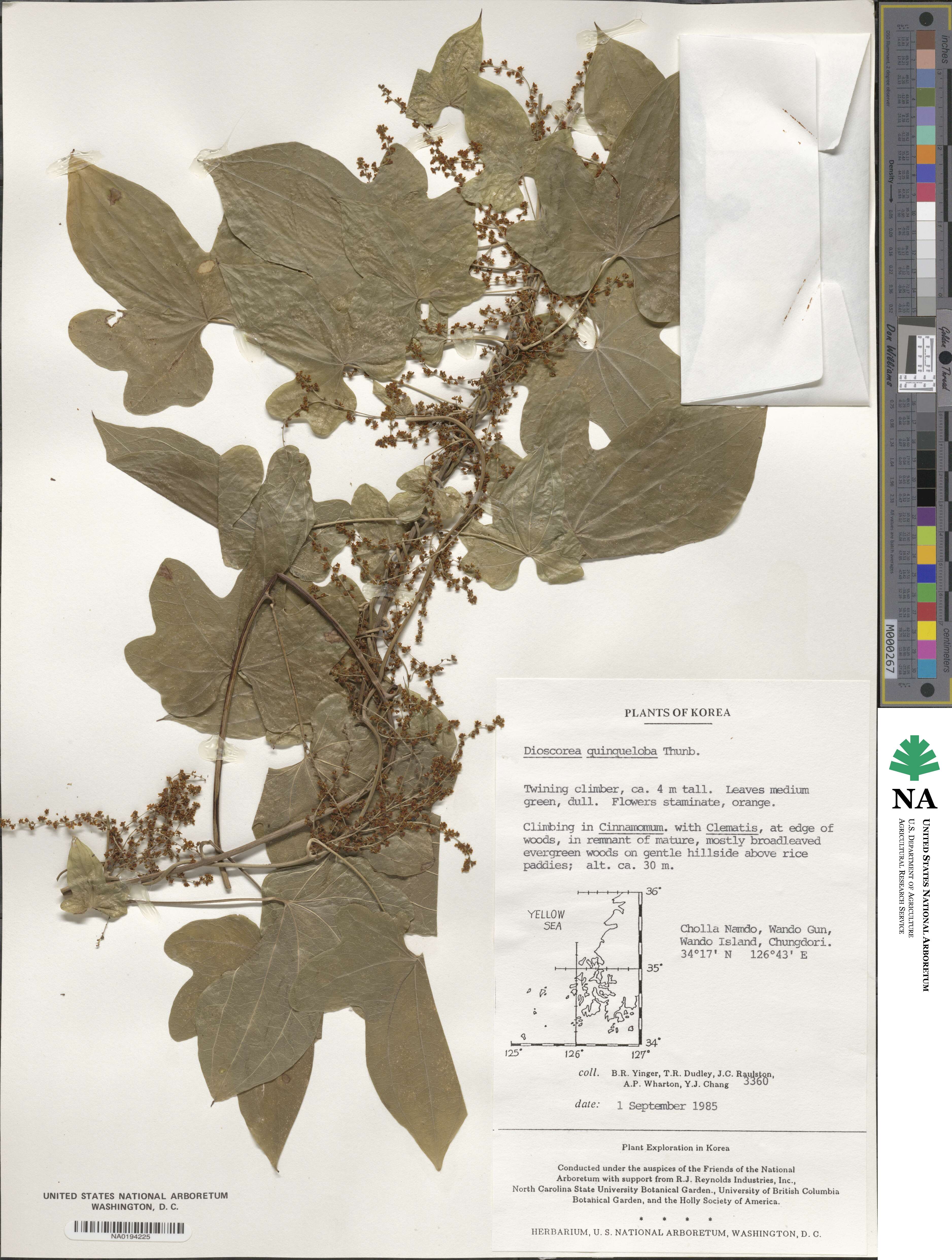 Dioscorea quinquelobata image