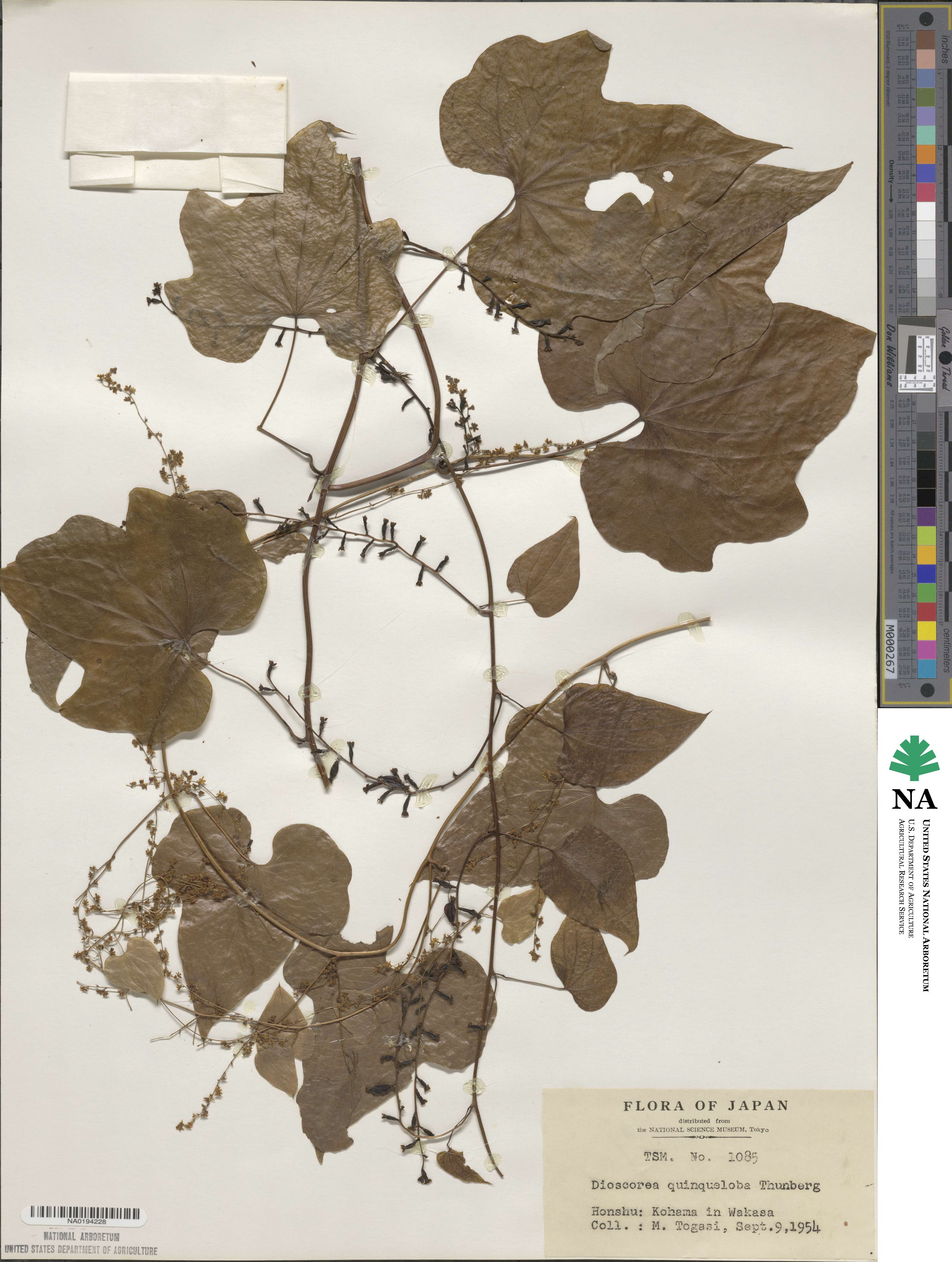 Dioscorea quinquelobata image