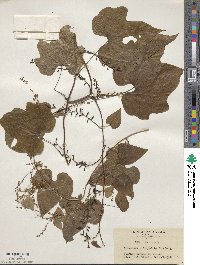 Dioscorea quinquelobata image