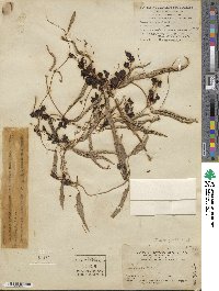 Dioscorea cirrhosa image