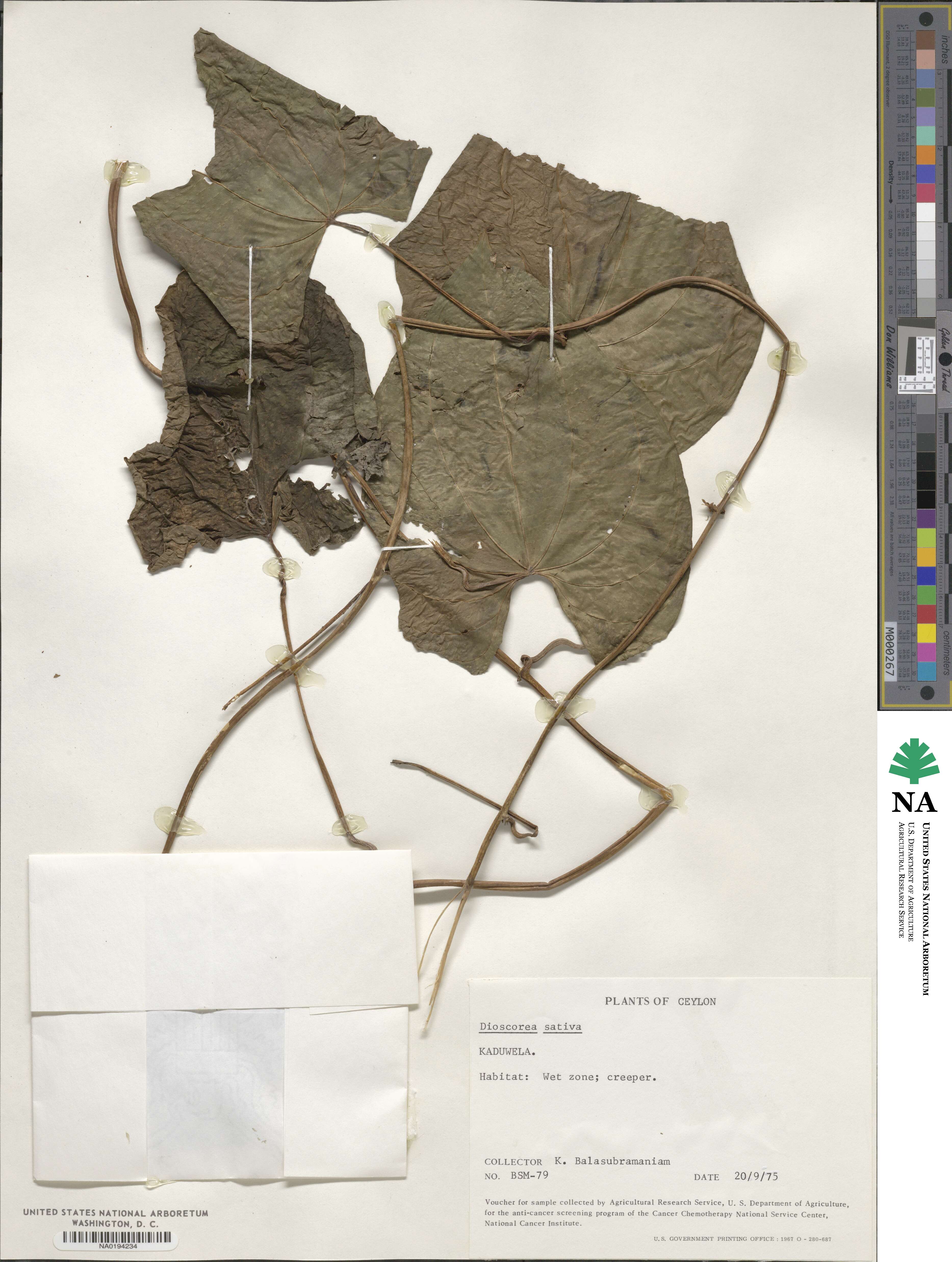 Dioscorea villosa image