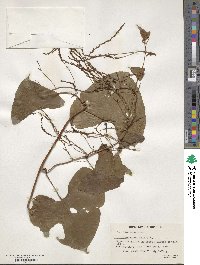 Dioscorea villosa image