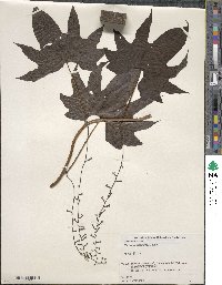 Dioscorea septemloba image