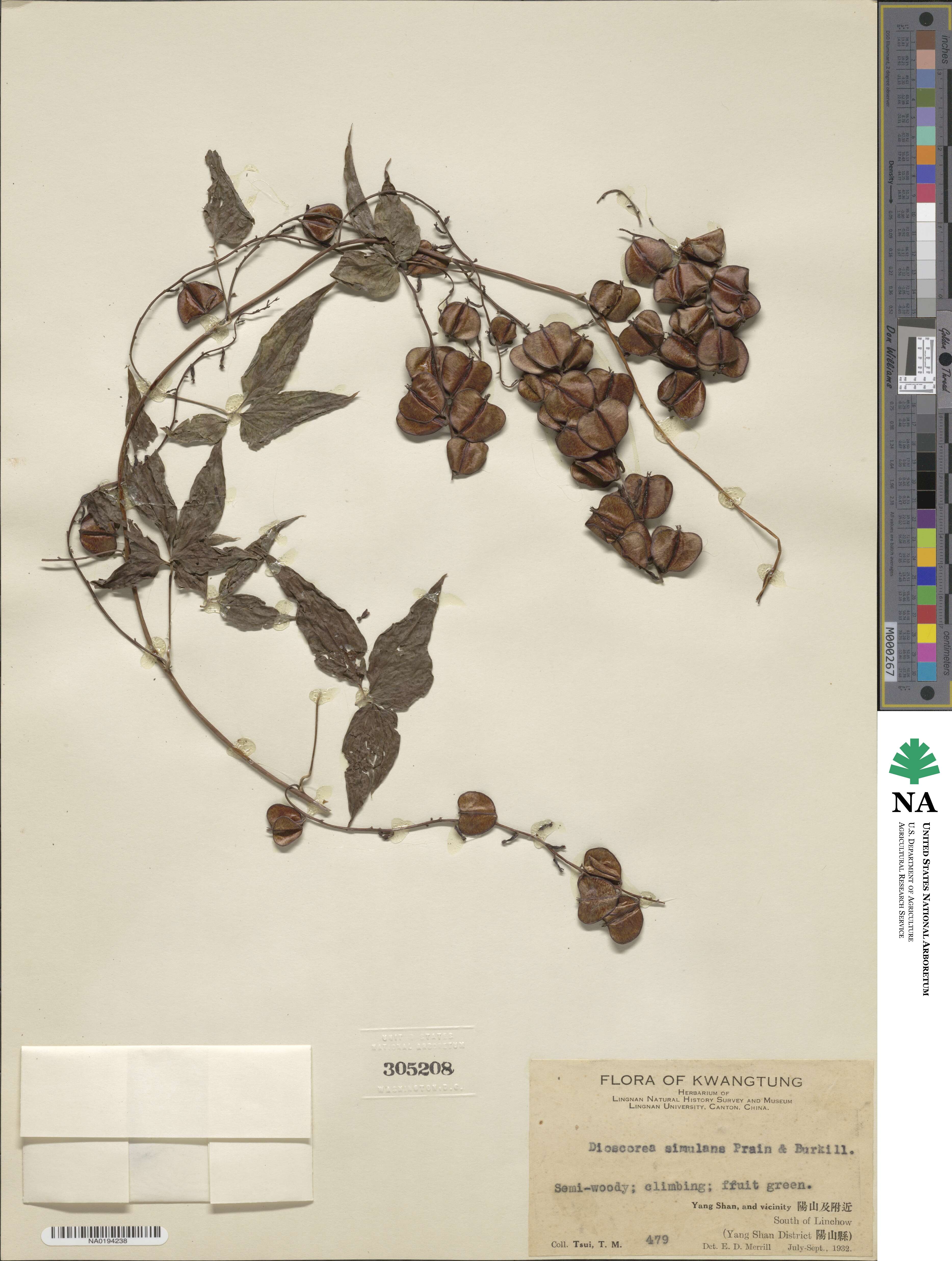 Dioscorea simulans image