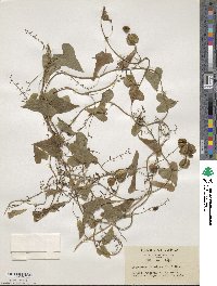 Dioscorea tenuipes image