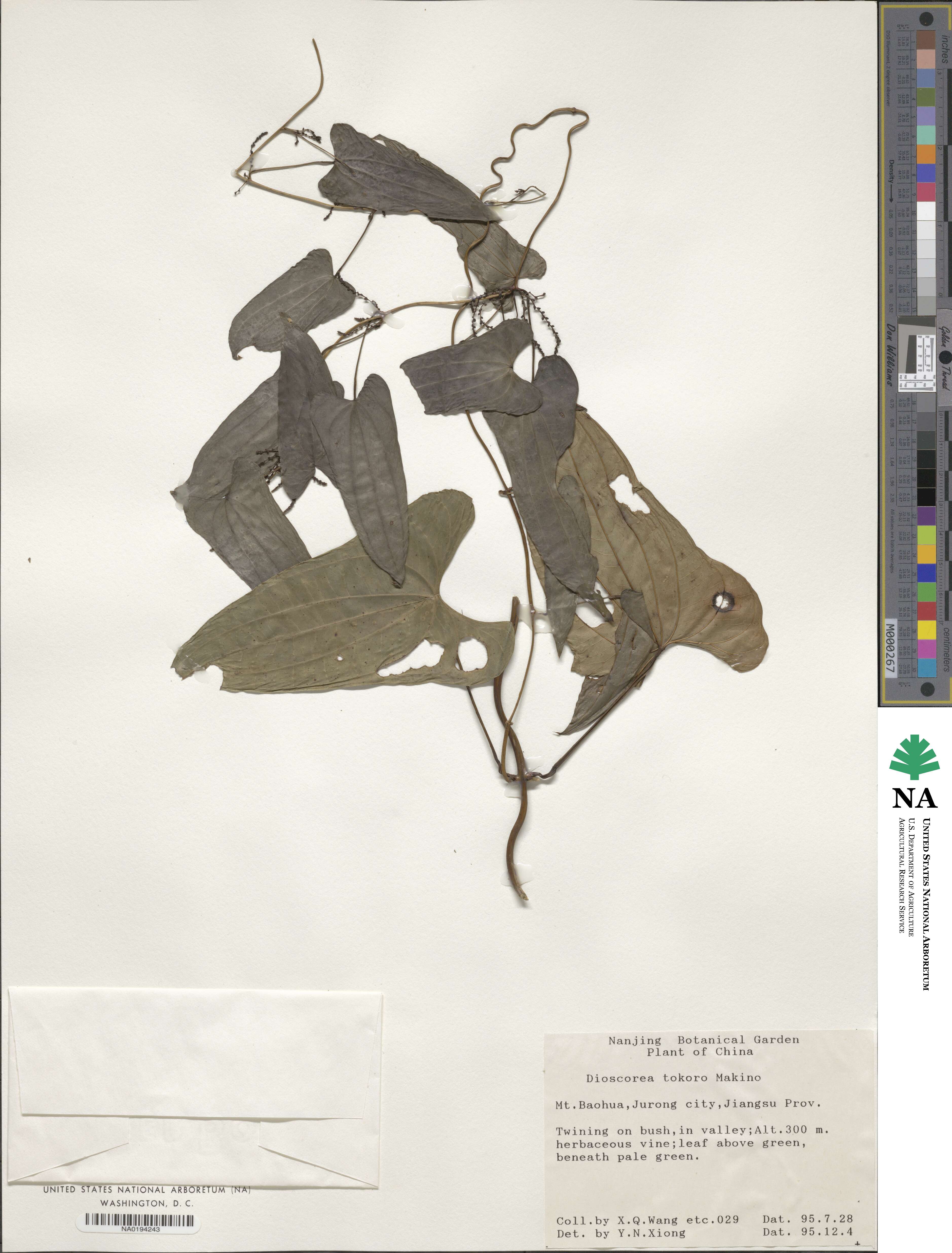 Dioscorea tokoro image