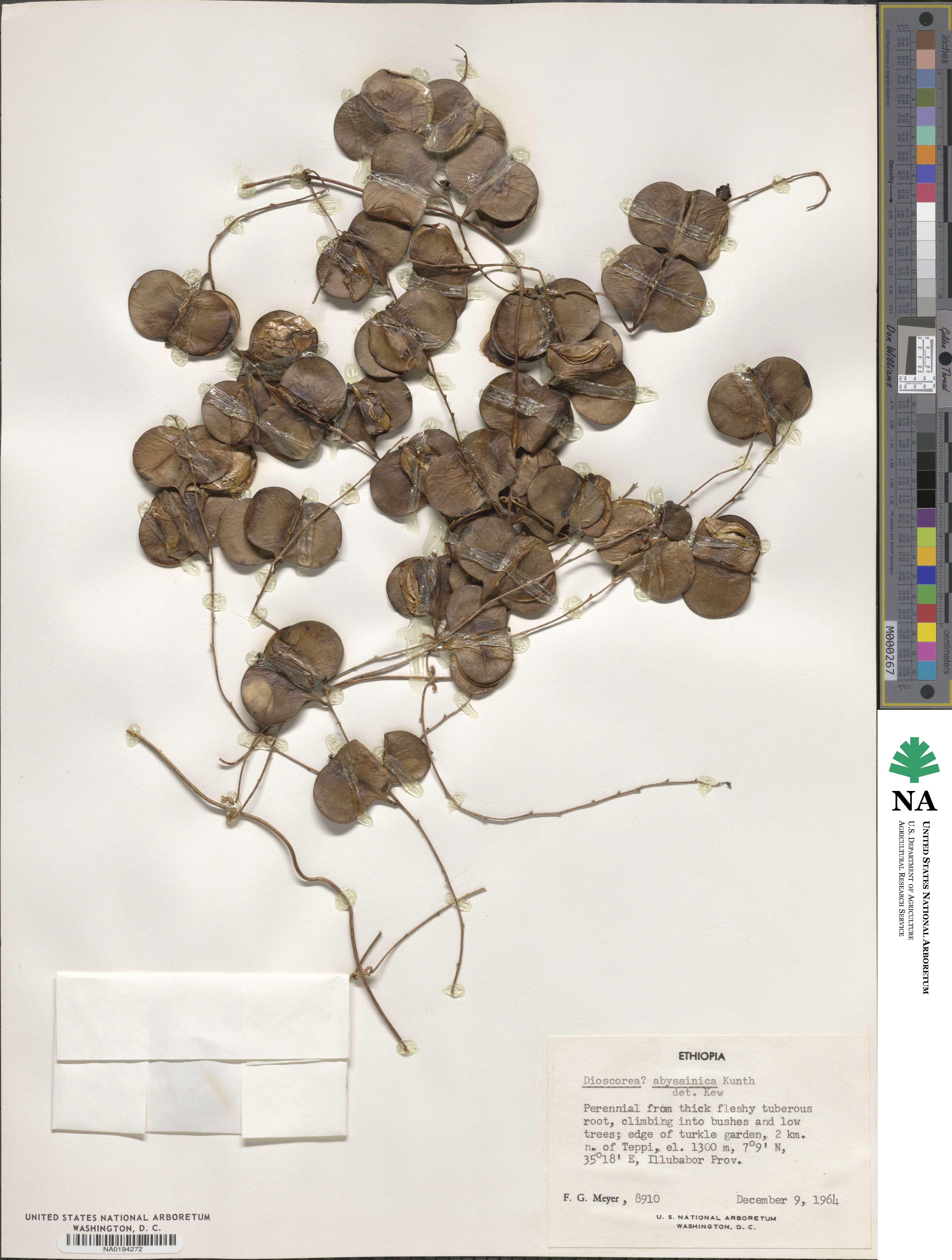 Dioscorea abyssinica image