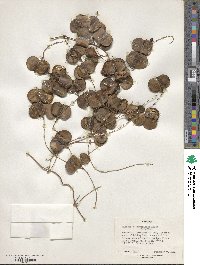 Image of Dioscorea abyssinica