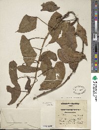 Dioscorea alata image