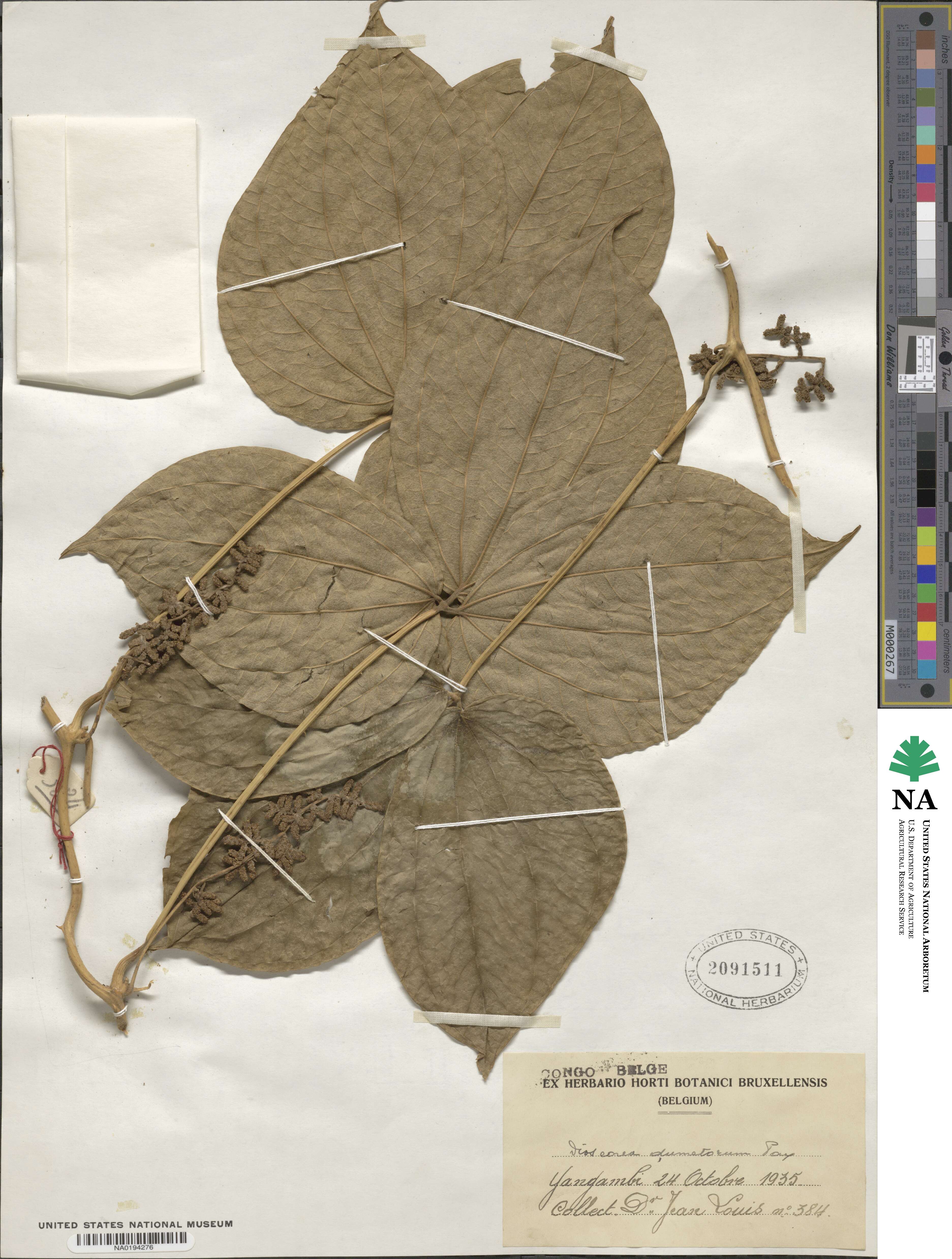 Dioscorea dumetorum image