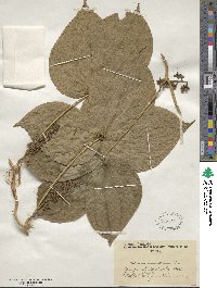 Dioscorea dumetorum image